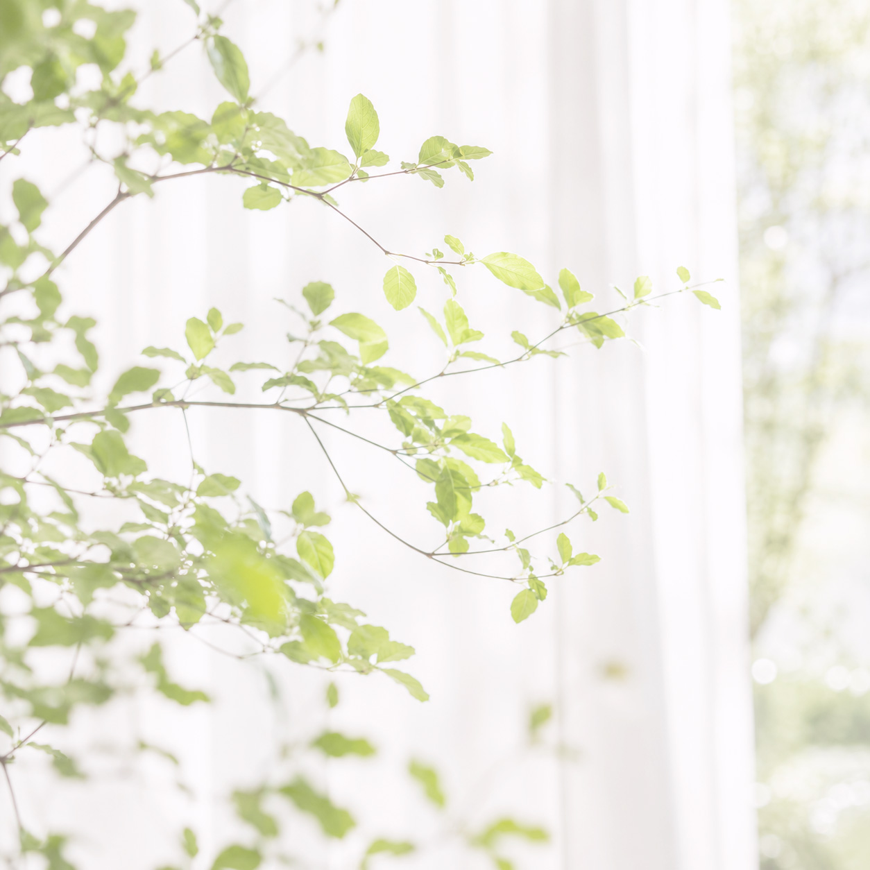 植物と自然光のイメージ